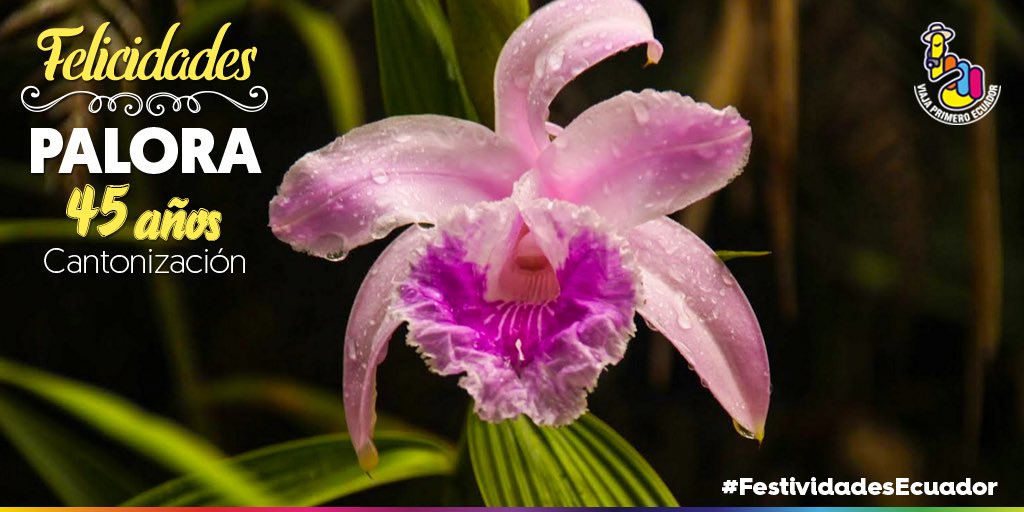 Feliz aniversario de cantonización para "El Edén de la Amazonía", #Palora, cantón ecuatoriano con asombrosas flora y fauna 🌸