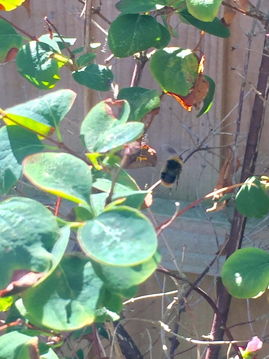 3LCare's tweet image. Saturdays #gowild was to spot a bumble bee!! Nailed it!! #livelovelaugh #teampurple