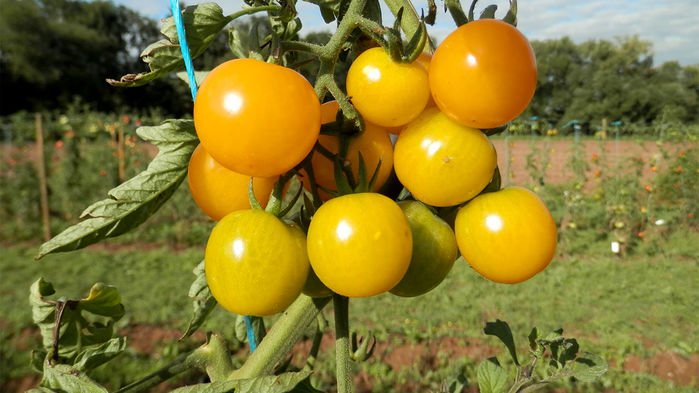 Vesper Technologies tweet media