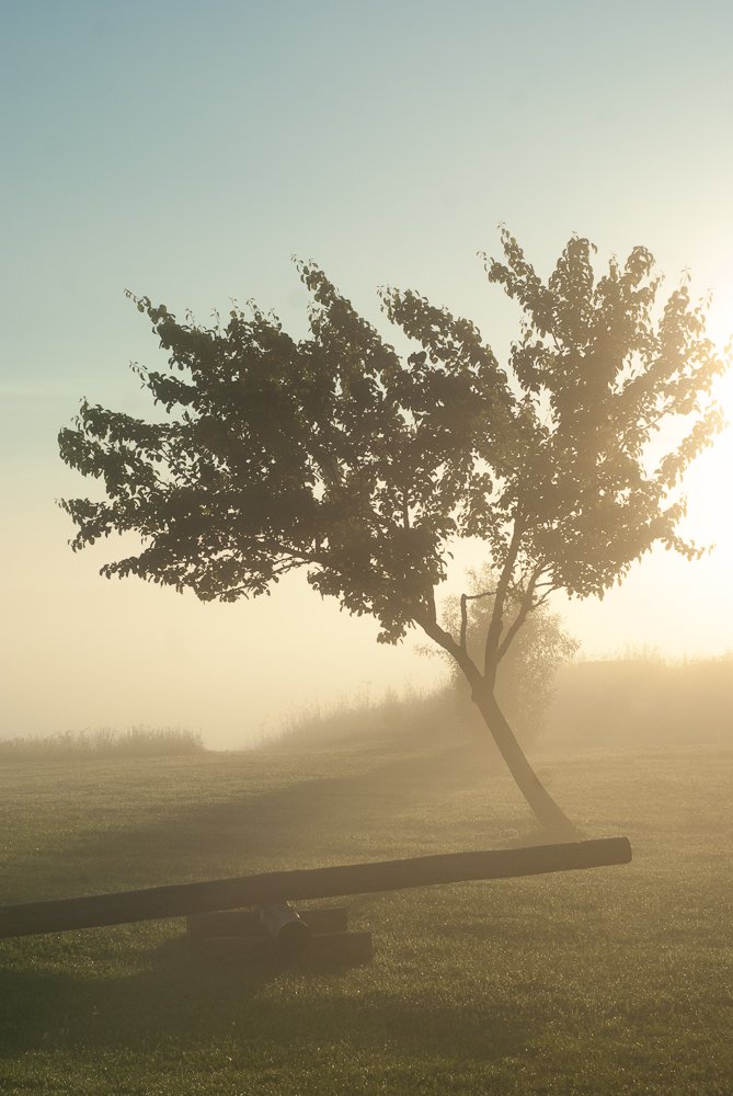neringaruke's tweet image. Morning...
#Countryside #lifestyle #NaturePhotography #NaturePhotography #slowdown #slowlife #trees #mist #morning #freedom #beautifulday