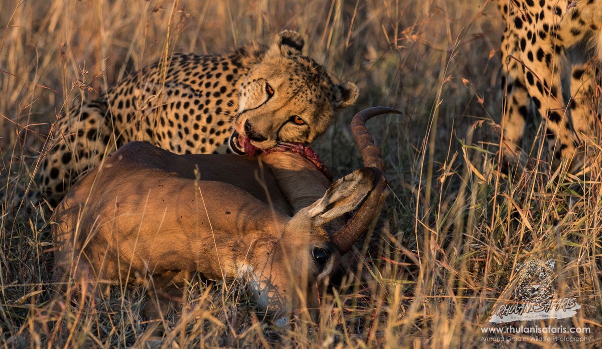 Rhulani_Photo's tweet photo. #CheetahKill on out #BigCatSafari today! Book your #African #Adventure with us at https://t.co/ryPTAawemK! You won't be disappointed! #TIA https://t.co/5RorLnbd7n