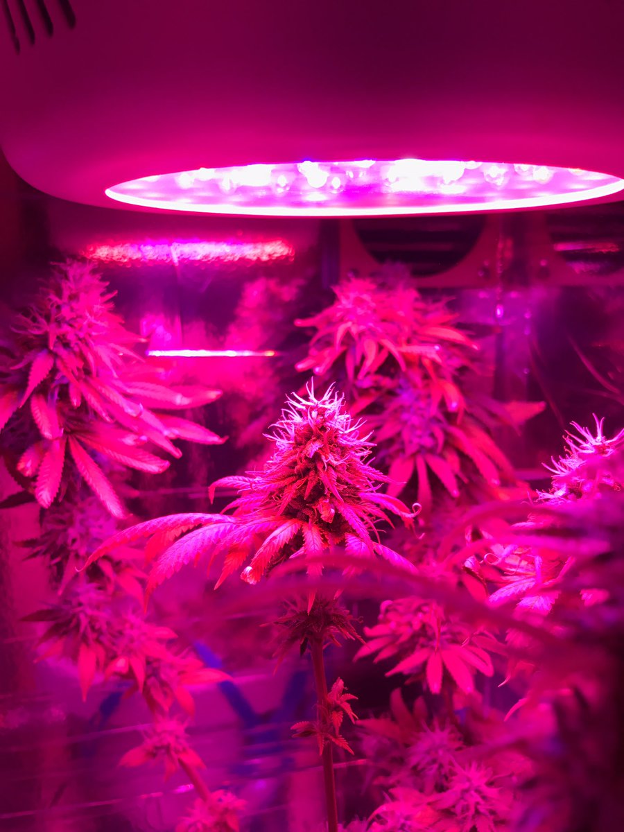 SeedLivesMatter's tweet photo. Homegrown👀 product of the #MicroPlug #BeYourOwnPlug #GrowYourOwn #Ledgrow https://t.co/raszmgT3qr