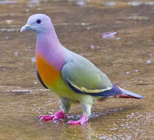 PigeonJon's tweet photo. Ready for Glastonbury. https://t.co/8lj8YKsgNe