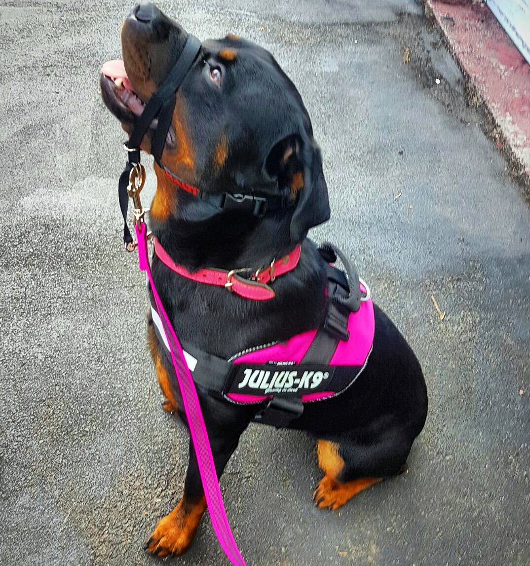 julius k9 rottweiler