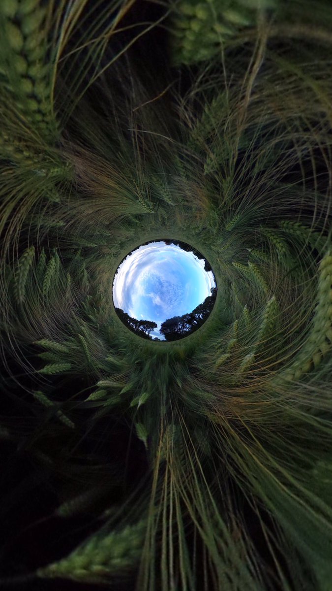 CarlowWeather's tweet photo. Having some in a field of Barley with 360 camera #ThetaS @NolanFarming https://t.co/IgZ3rUhpXc