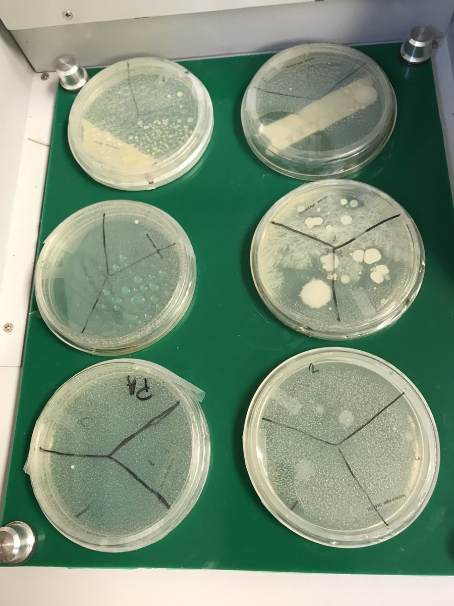steskildsen's tweet photo. How clean are your boots, even after disinfecting them? What about door knobs? Or how much bacteria is in spit?? #ASAHerd #CASEState https://t.co/vjh62mIcHP