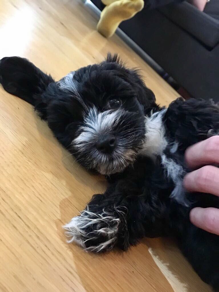 wroetoshaw's tweet photo. HERB https://t.co/oSPyzn2Y6B https://t.co/zfixd7HsLi