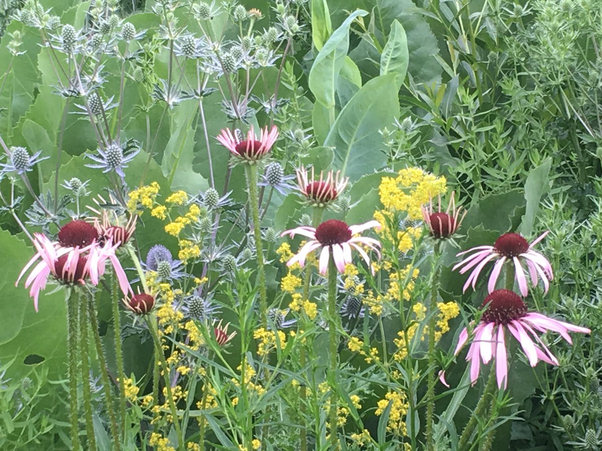 GWmag's tweet photo. James Hitchmough drought-tolerant borders looking amazing @OBGHA today https://t.co/Ppe7c7WTJ3