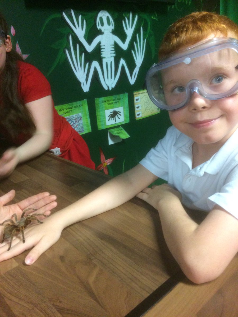 DrumparkP6's tweet photo. Is anyone in Class 10 afraid of tarantulas? 🕷🕷@drumparkprimary https://t.co/MsPqFwr0ZD