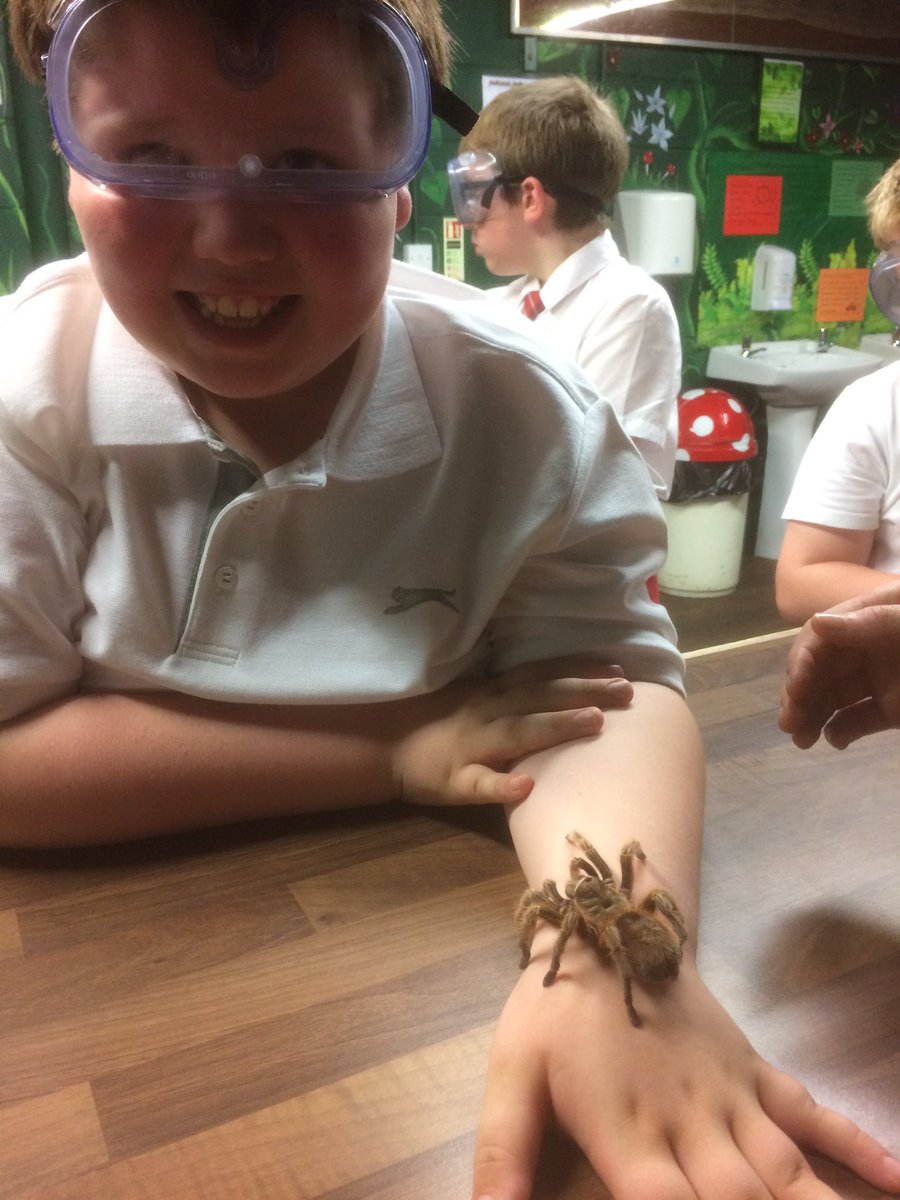 DrumparkP6's tweet photo. Is anyone in Class 10 afraid of tarantulas? 🕷🕷@drumparkprimary https://t.co/MsPqFwr0ZD