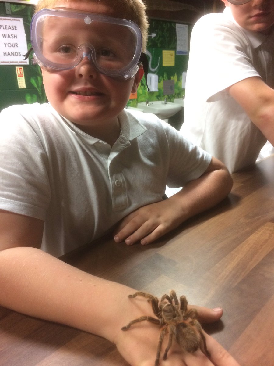 DrumparkP6's tweet photo. Is anyone in Class 10 afraid of tarantulas? 🕷🕷@drumparkprimary https://t.co/MsPqFwr0ZD