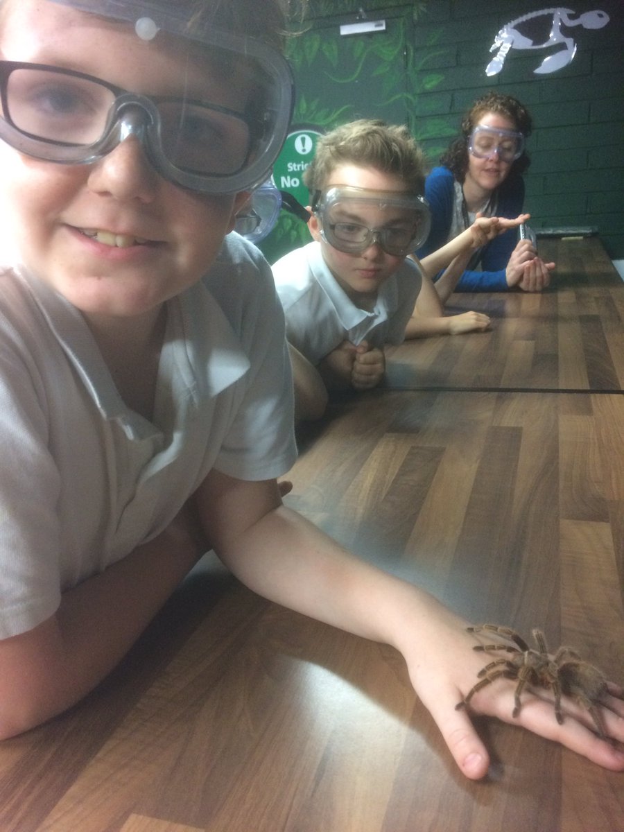 DrumparkP6's tweet photo. More tarantulas with class 10 🕷🕷🕷@drumparkprimary https://t.co/RJ3xzXNsvI