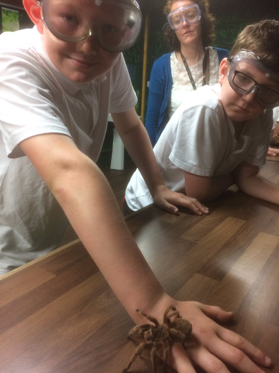 DrumparkP6's tweet photo. More tarantulas with class 10 🕷🕷🕷@drumparkprimary https://t.co/RJ3xzXNsvI