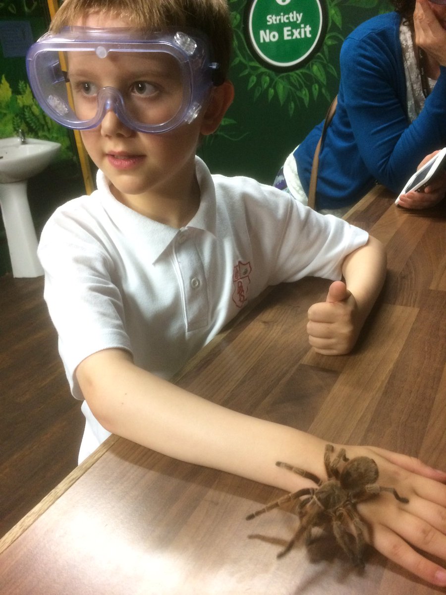 DrumparkP6's tweet photo. More tarantulas with class 10 🕷🕷🕷@drumparkprimary https://t.co/RJ3xzXNsvI