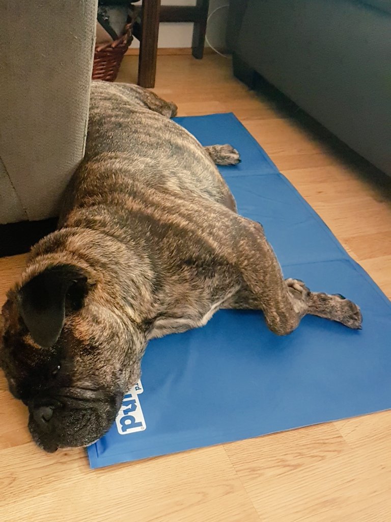 Meltrowsdale's tweet photo. Vinny taking advantage of his cooling pad after our walk😍☀ #hellosunshine #coolingpad #outwardhound #coolingoff https://t.co/xDkFczAtaj
