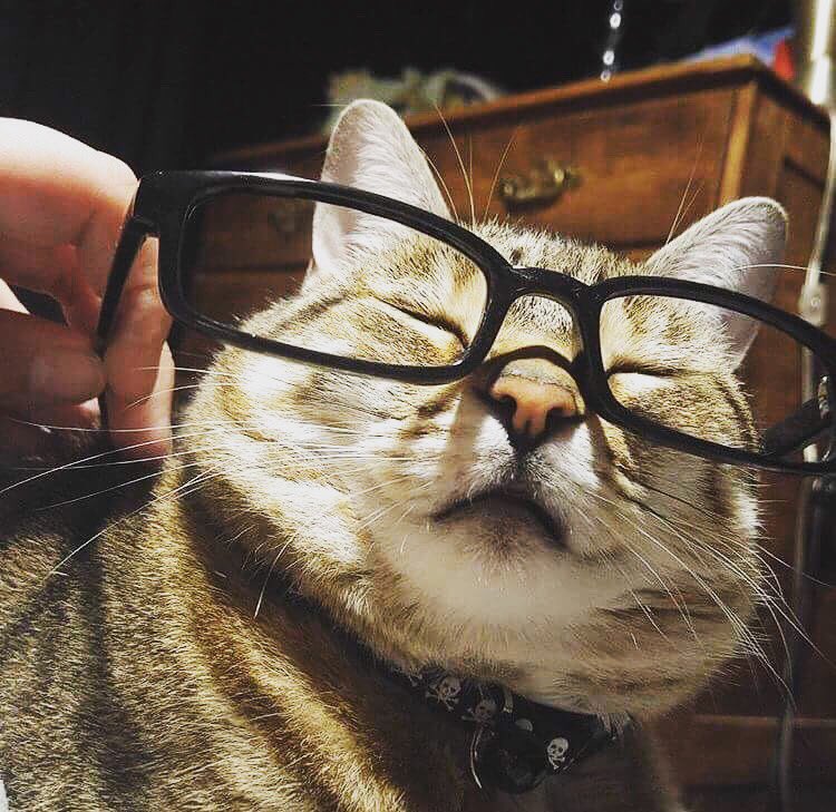 VeraTabbyCat's tweet photo. I've got 9 lives and 20/20 vision. Life's good being a cat!

#Twittertabby #CatsOfTwitter https://t.co/E568ppsUus