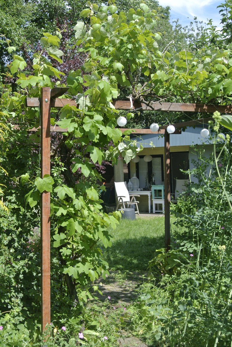 Tussen de buien door (heerlijk!) even mijn nieuwste blog lezen: over het knutselen van een nieuwe pergola!
volkstuinverhalen.nl/pergola-azobe-…