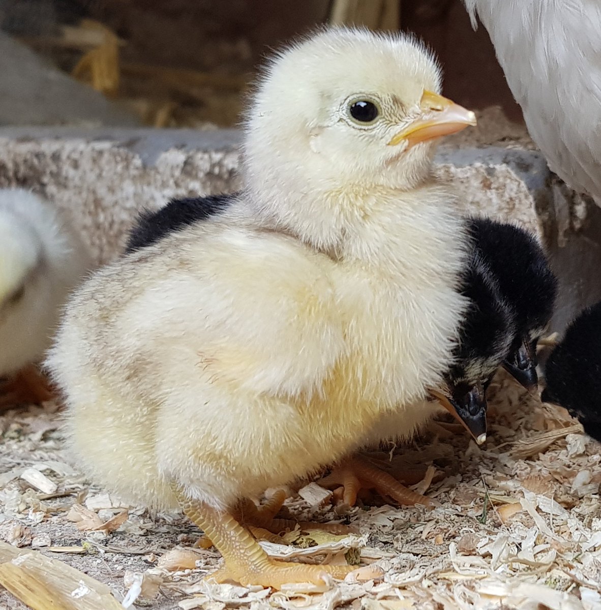 Birdpoultry's tweet photo. #australorps #chicks #bantams #poultry https://t.co/z7Q5iii8V9