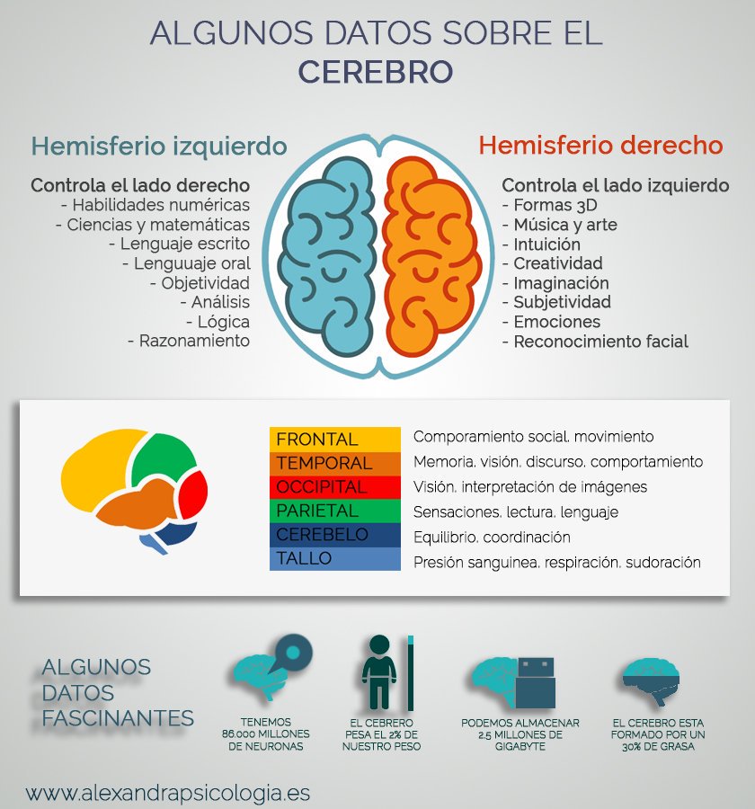 RoyCampos's tweet photo. "@Dr_Blazquez: Algunos datos sobre el #cerebro vía @EquipodelaTorre https://t.co/X0SoKtxdpa