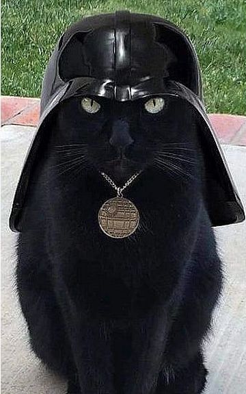 gwbrownell's tweet photo. There will be blood ... the Darth Cat https://t.co/aiFbopN4d7