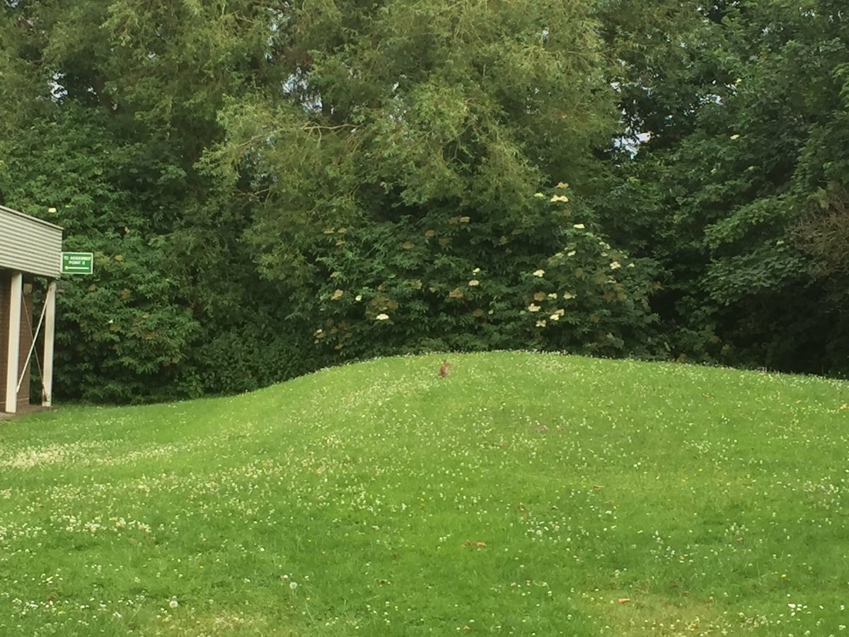 suewatling's tweet photo. and tonight l will be rabbit watching #rabbitwatch #summerevening https://t.co/w5Md7XjRRk
