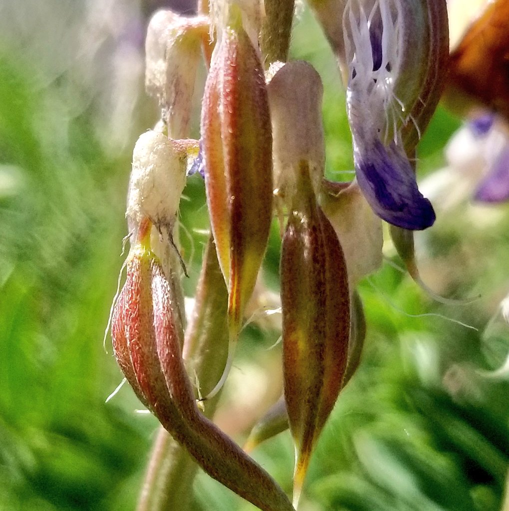 GrasslandNerd's tweet photo. The distinctive grooves on the fruit of two-grooved #milkvetch (#Astragalus bisulcatus). #nativelegumes #botany #nativeplants https://t.co/wOnxNvzGob