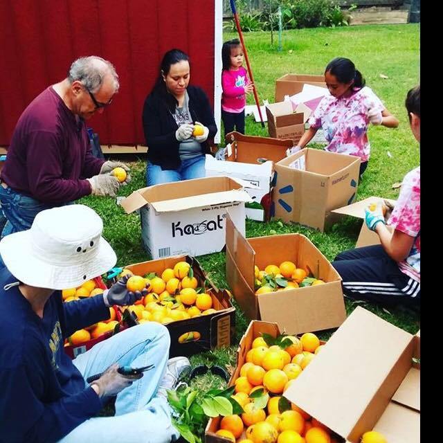 #FruitForward #love #CityHeART #LongBeach #homelessness #community #garden #produce cityheartblogblog.wordpress.com/2017/06/22/fru…