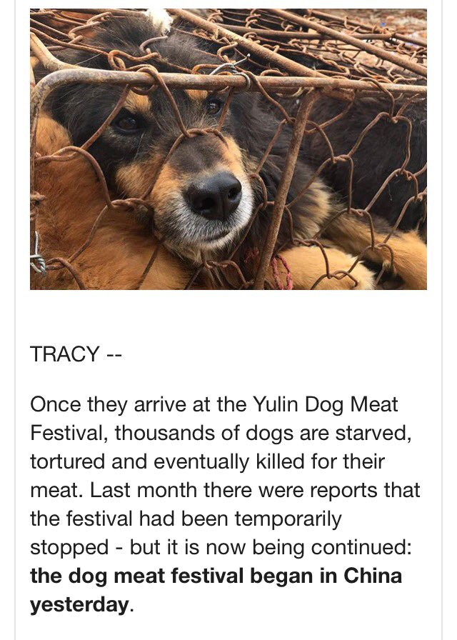 Donate to Yulin!
We have saved 250 dogs with donations, we need to save more!
