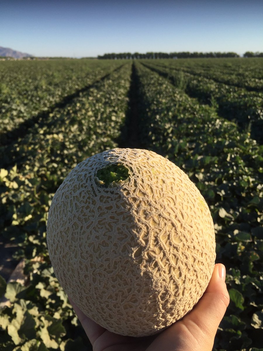 SantaRosaProduc's tweet photo. Thinking fruit salad this weekend https://t.co/ustcQdXQ1I
