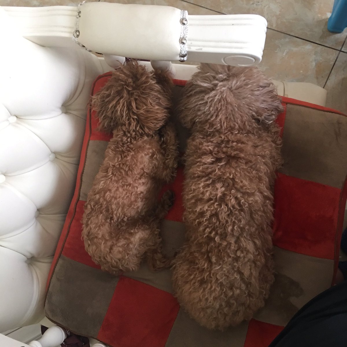 Danielle peng (@demipeng) on Twitter photo 