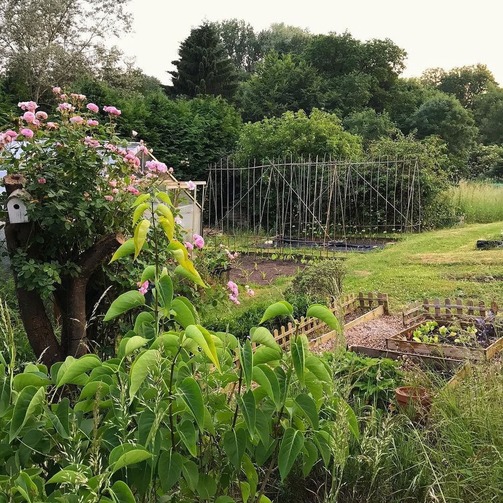 CotswoldAllotmenteer tweet media