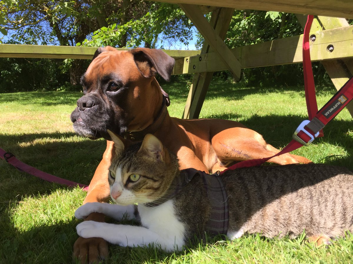 HolidaysOak's tweet photo. Not just #dogfriendly but #catfriendly too, here at #Packhols
Look at this pair just chilling in the sun! https://t.co/obmiYkkE5X