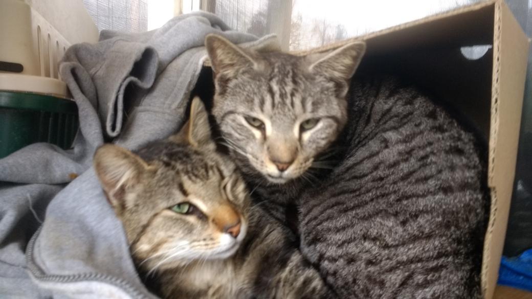 Archie and Boy Boy sharing a box.