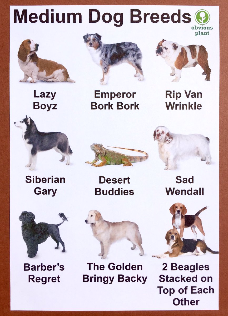 medium breeds