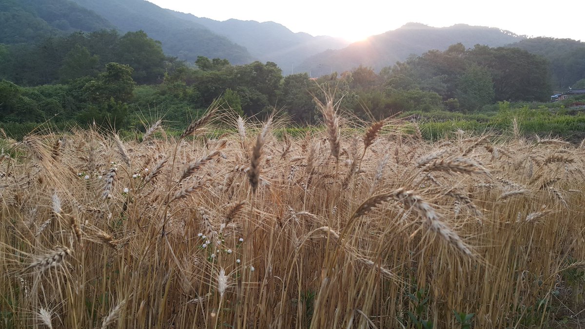 sansu2013a's tweet photo. 밀 수확하기!! #밀 #우리밀 #조경밀 #통밀 #구례밀 #구례 #지리산무농골 #농사일기 #자급자족  #귀농귀촌  #안전한먹거리 https://t.co/fPokWXASL9