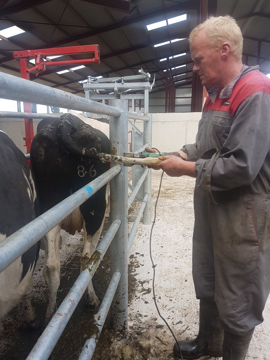 Peterhynes15's tweet photo. Cows all tidied n set for rest of season, tails done @clippersIreland n whole herd treated for worms https://t.co/425WYf4mP4
