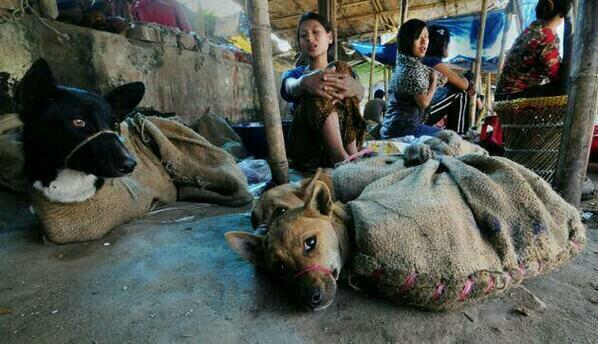 YourShiningLite's tweet photo. 10,–15,000 Dogs R consumed every yr in the #YuLinFestival - These R #Domestic #VeryLoving #Animals #StopYuLinForever #Vietnam #StopYuLin2017 https://t.co/A8kVRfXPdu