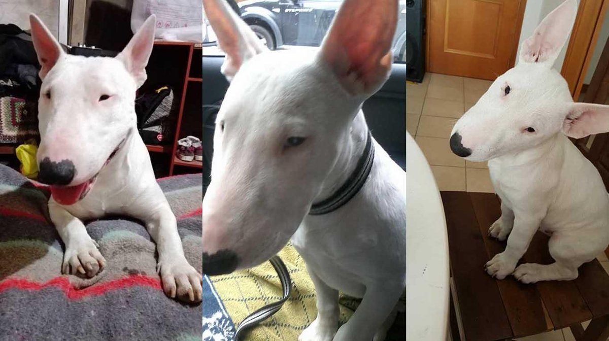 TN - Todo Noticias tweet media