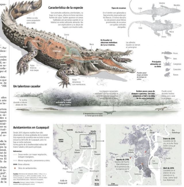VisualoopBR's tweet photo. #Infográfico sobre o crocodilo americano, por @Manuelcabrera1 para o @el_telegrafo https://t.co/HBCFbHCxrY https://t.co/P0dOWl5JU4