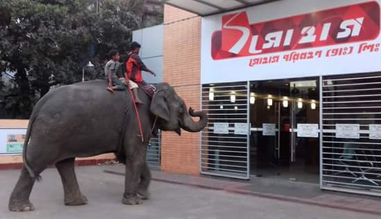 UniqueService4's tweet image. সোহাগের খবর নিতে এবার এলো হাতি।😅