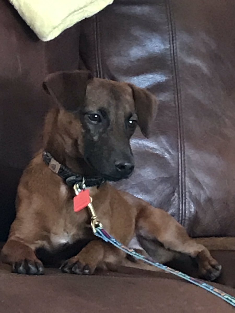REM_LaSala's tweet photo. I love my new home! I've already learned "sit"!  My new name is cowboy! Thanks @WaysideWaifs https://t.co/pd0h93Rkx5