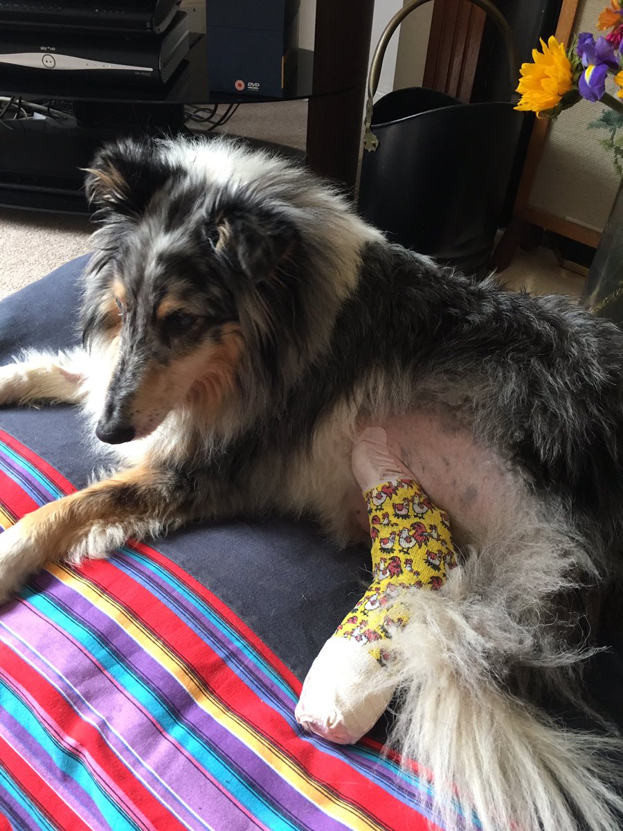 piggenglit's tweet photo. Ben's home + 1 broken leg https://t.co/czEeLgOoBm