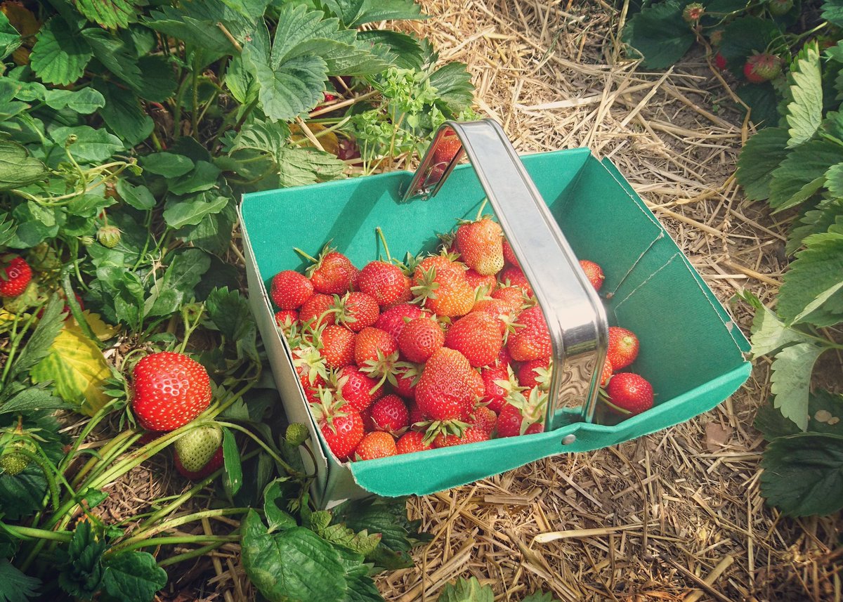 Phoenix_Within's tweet photo. #strawberrypicking #complete #2017goals #strangelytherapeutic #ratheraddictive https://t.co/aV5s3jCgwj