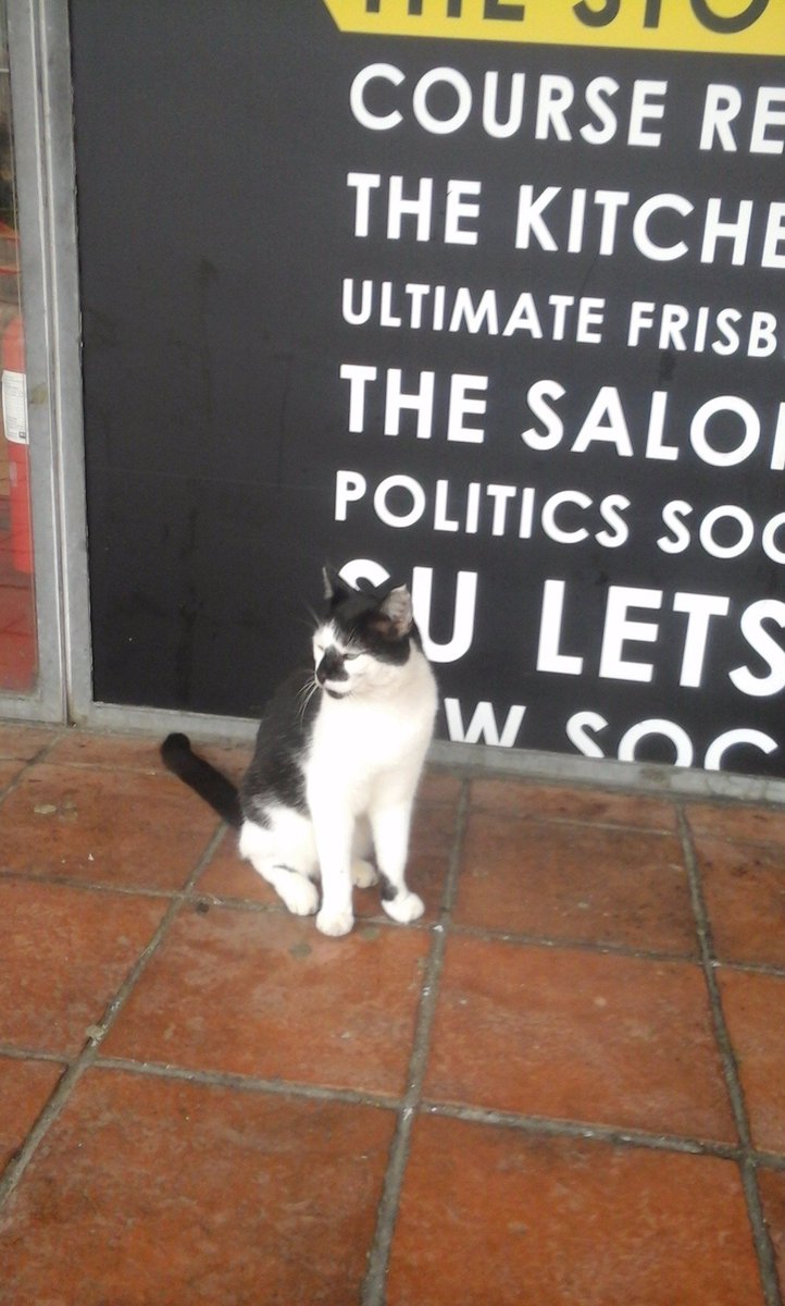 SqueakyKiki78's tweet photo. Got up close and personal with Pebbly-moo @Campus_Cat today too outside the SU Shop #KoolKitty ๐ป https://t.co/HmGXyAMz4C