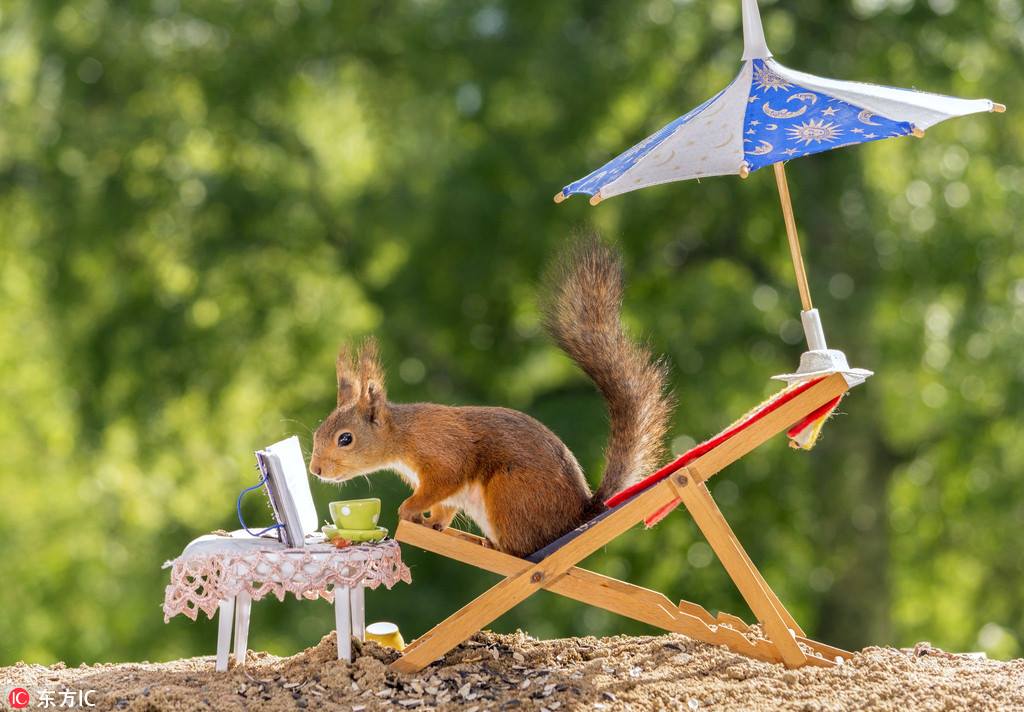 People&#39;s Daily, China on Twitter: &quot;Summer is here: Swedish photographer  takes creative summertime photos, capturing cute #squirrels eating ice  cream and enjoying the summer… https://t.co/G33t1aLWTN&quot;