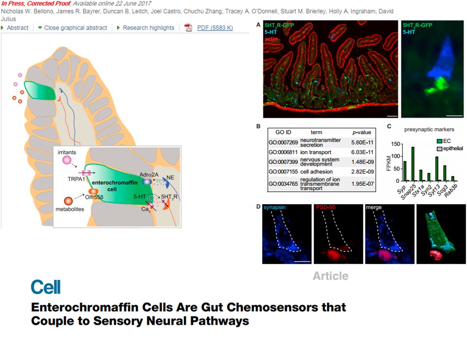 Guardians of the GUT <a href="/CellCellPress/">Cell</a>  Enterochromaffin Cells Are Gut Chemosensors Coupled to Sensory Neural Pathways cell.com/cell/fulltext/…