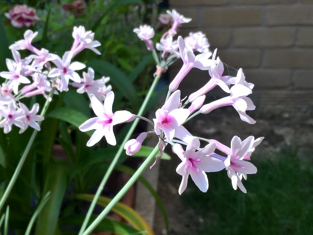 ap_doubleu's tweet photo. .#Tulbaghia 'Purple Eye' #gardening https://t.co/VuVMKBbiPc