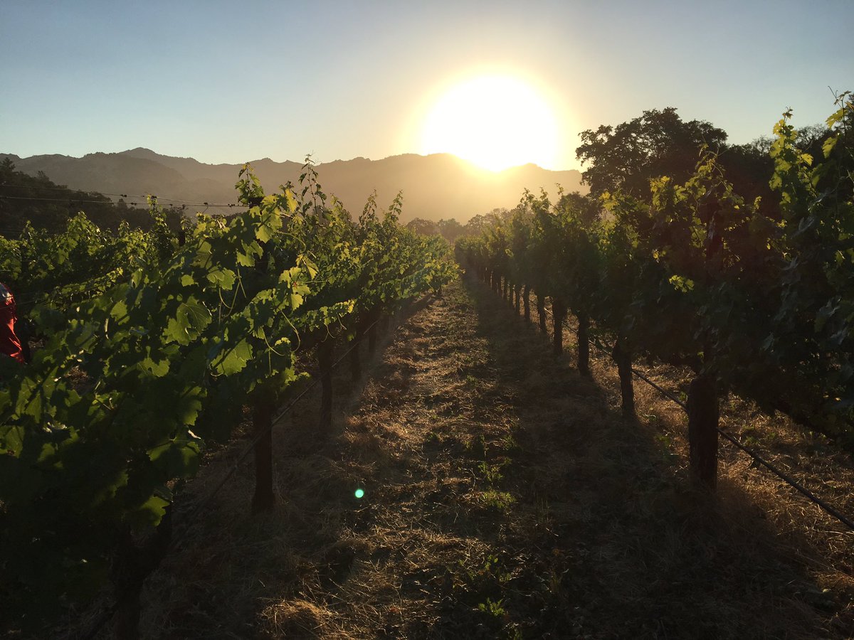 Morning sunrise today in the vineyard. #ShootThinning #VineBalance #ChateauMontelena #Cabernet