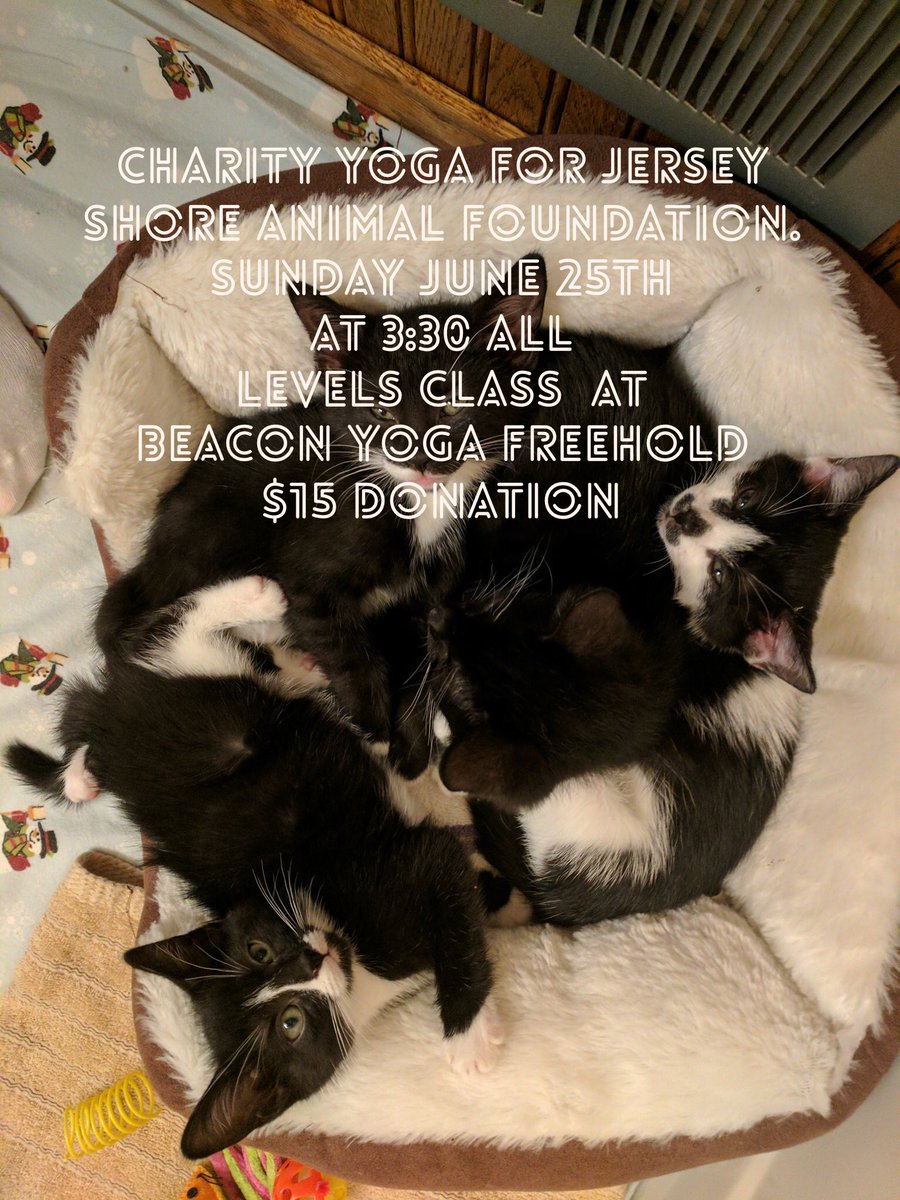 JSAFPets's tweet photo. Please share our charity yoga event for the kitties #yogaforacause #adopt https://t.co/I1ShZTzYDI