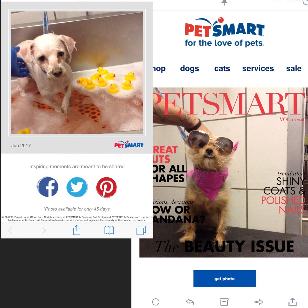 Brickyard Petsmart tweet media